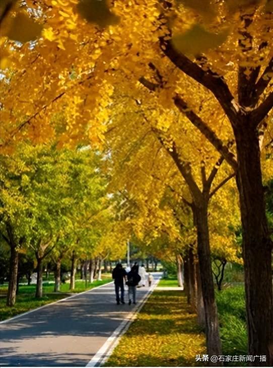 石家庄市城区赏秋最全指南，来啦！