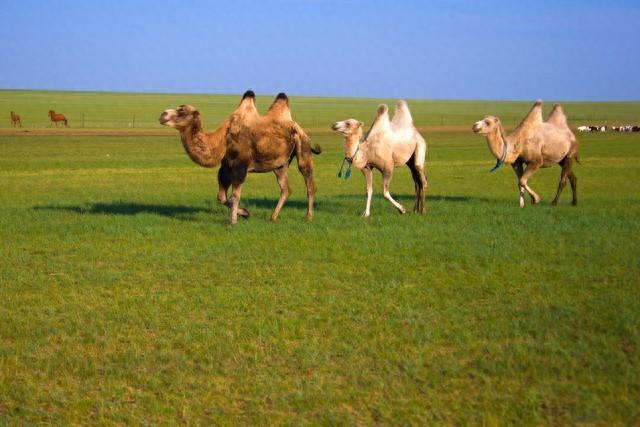 天山驼铃响千年丝路风华汇凉州
