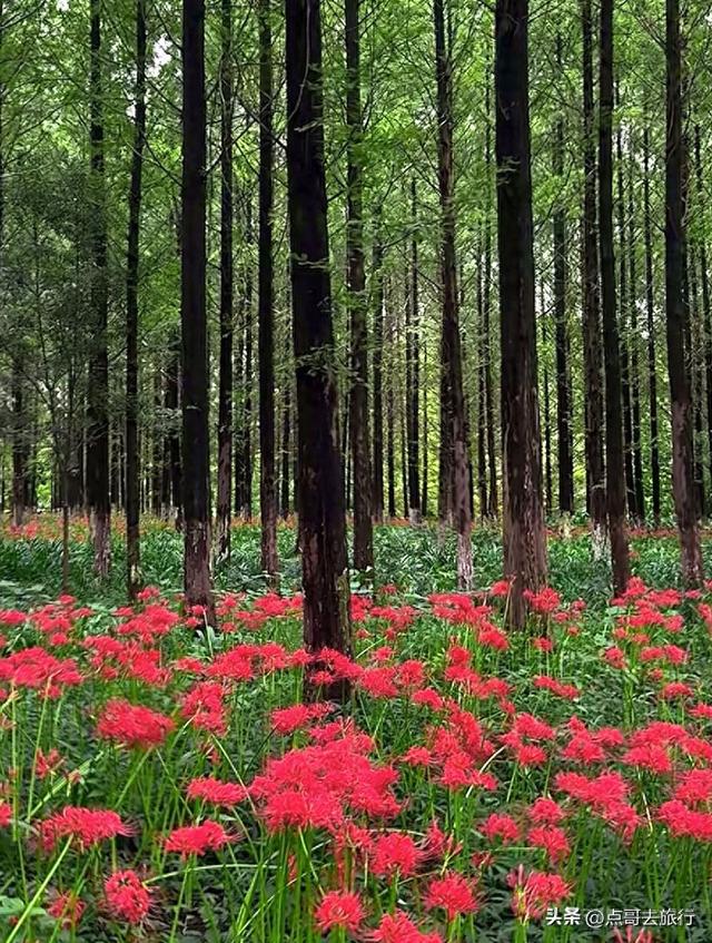 成都市区彼岸花，花开成海，不要门票，地铁公交直达！