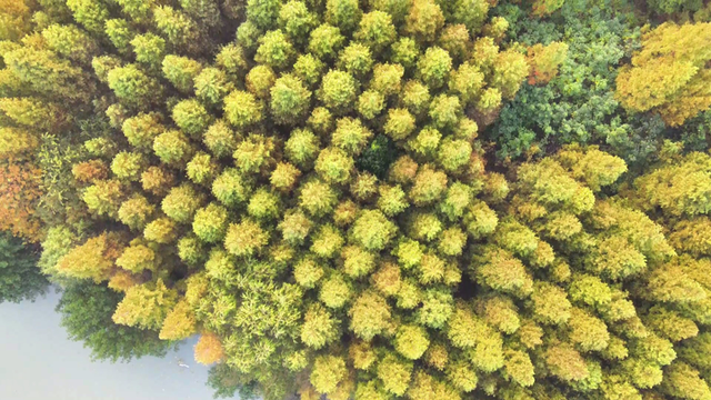 气温渐凉，扬州各地水杉迎来最佳观赏期！