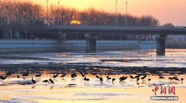 “鸟中大熊猫”黑鹳做客山西繁峙 生态与人文共谱和谐曲