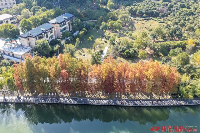 图说怀化｜水杉美景入画来