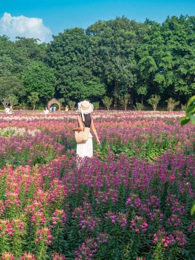 地铁直达！广州20000㎡醉蝶花海，美得好不真实！