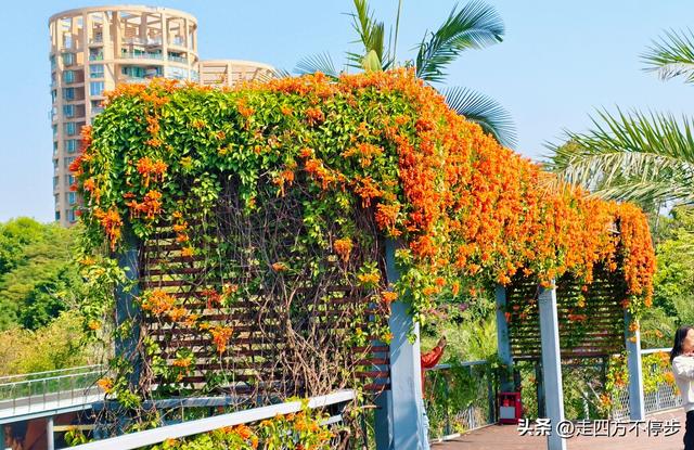 午间邂逅浓浓春意——深圳香蜜公园炮仗花开