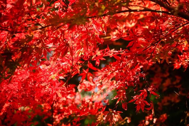 可惜你不听《枫》,不知道醴陵这片枫林到底有多美!