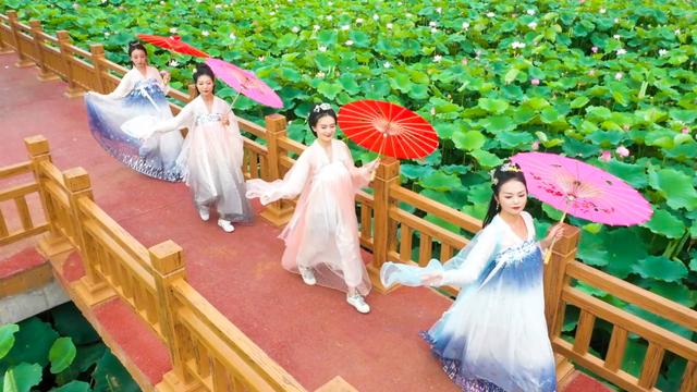 黄河故道荷香引客来——2025乡村好时节·游购乡村暨曹县第七届荷花节举行