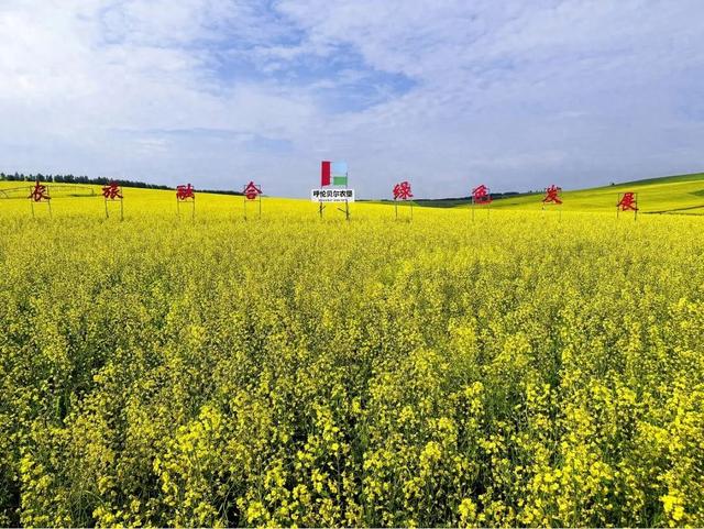 金色浪漫！呼伦贝尔农垦莫拐农牧场6.2万亩油菜花盛放