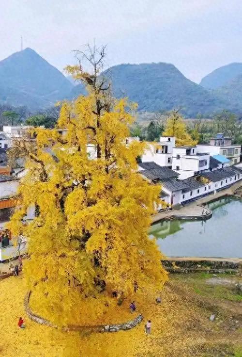 清远深秋十大免费打卡地,邂逅岭南最美金黄秘境!