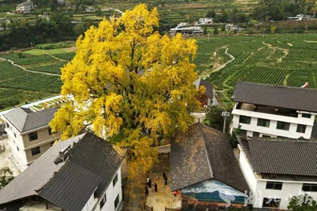 咸丰：银杏树下的风景