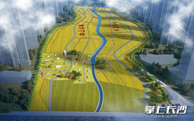 即将施工！长沙这里将新增一个城市稻田公园