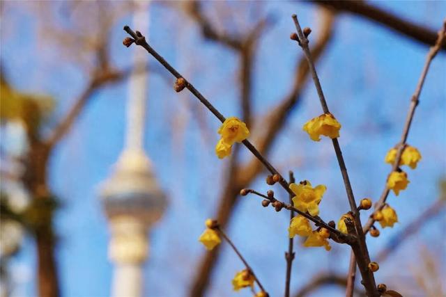 玉渊潭公园的蜡梅开啦！最佳观赏期至——