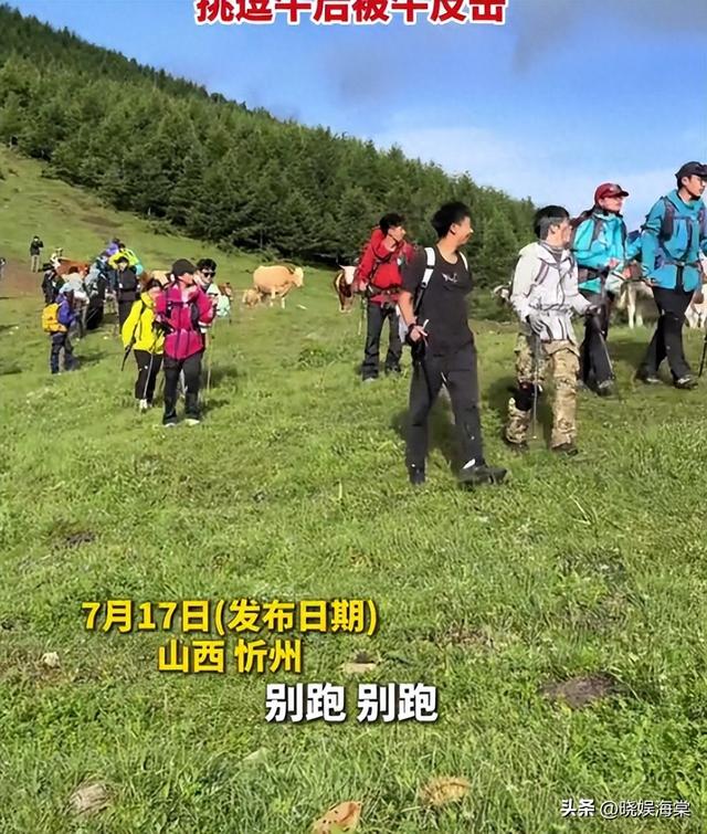 五台山游客被牛顶后：队友爆料，故意让狗挑逗小牛，当事人发声