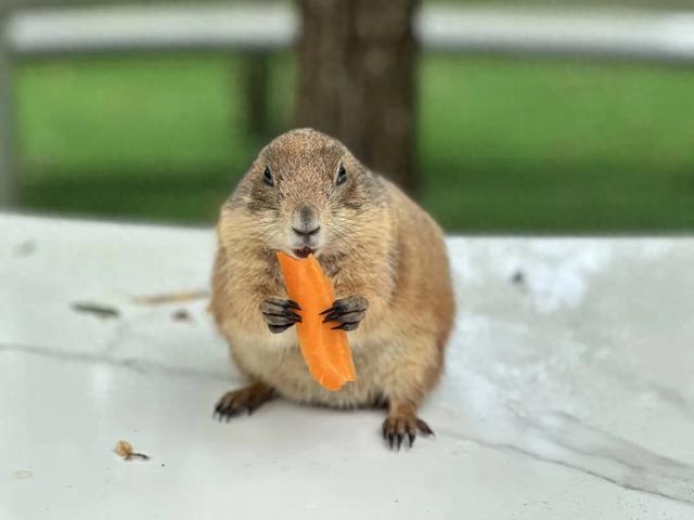 冬日遛娃无需远行,来紫谷萌宠乐园解锁超多趣味玩法!