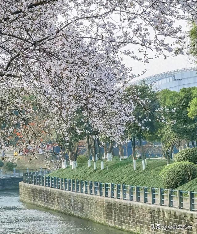 成都最大规模紫叶李花，长达1000米，壮观的美，这4处都免费！