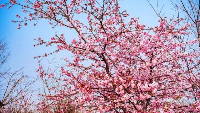 崇州的樱花，开啦！！!