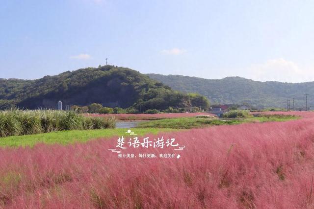 浙江宁波的港湾粉黛花海，山海风情很浓但游客不多，其实相当美丽