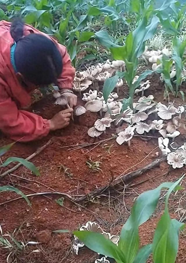 云南玉溪一女子发现玉米地里发现大量鸡枞菌，场面状观！