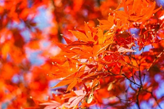 长沙秋意浓：枫叶如火，浪漫如诗