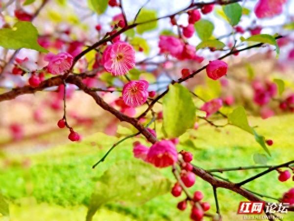 常德赏梅正当时！城区多处梅景成冬日打卡地