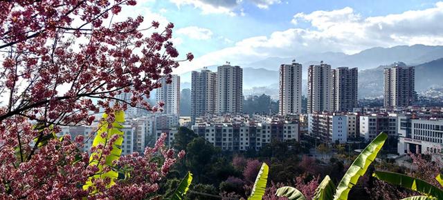 茶花公园迎来盛开冬樱花——凤庆城市空间布局更加舒畅