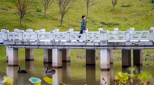超治愈！垫江三合湖天鹅戏水，公园惬意景藏不住～