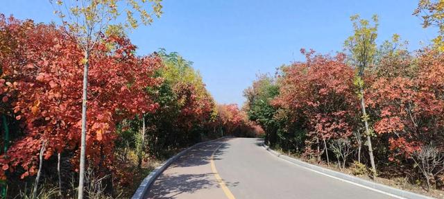 红啦！薛城金秋醉美红叶观赏地在凤凰绿道，漫山红叶美如画！