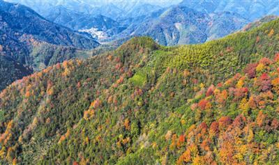 初冬层林染 山村景如画