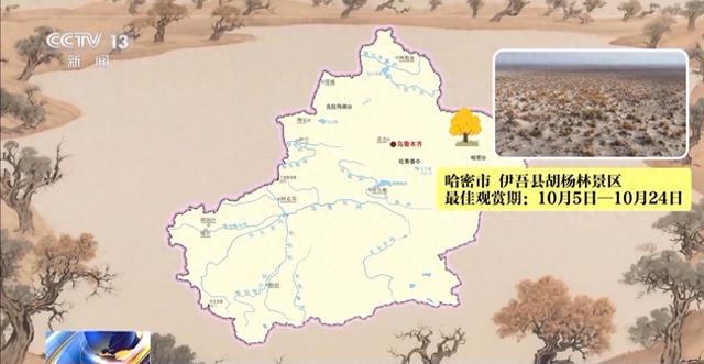 这些密码，告诉你千年胡杨如何锁住万里黄沙