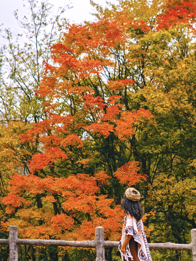 喇叭河红叶巅峰期打卡攻略，彩林秘境+野生萌兽，秋假带娃研学首选！