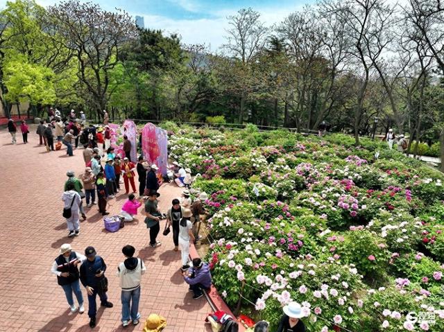 国色倾城！快来中山公园，赴一场牡丹之约