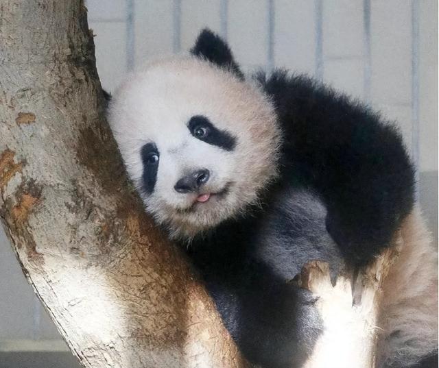 最后关头	，高市政府通告中国，希望租借新熊猫，中方误判了日本？