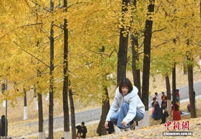重庆：冬日银杏美如画 金黄满枝引游人