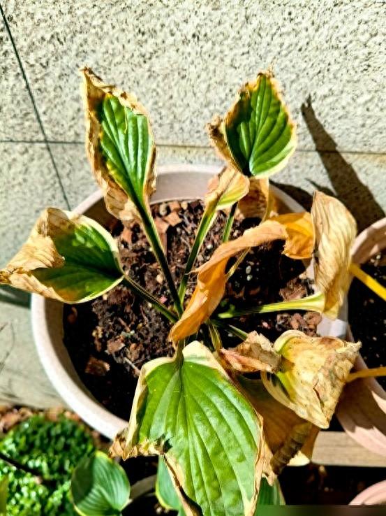 “阴花不能进阳宅”、家里若有这5种花，请赶紧“搬出去”！