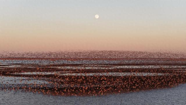 万鸟翔集引客来！生态向好催热山东“观鸟经济”