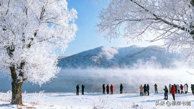 开始期待冬天的雪松