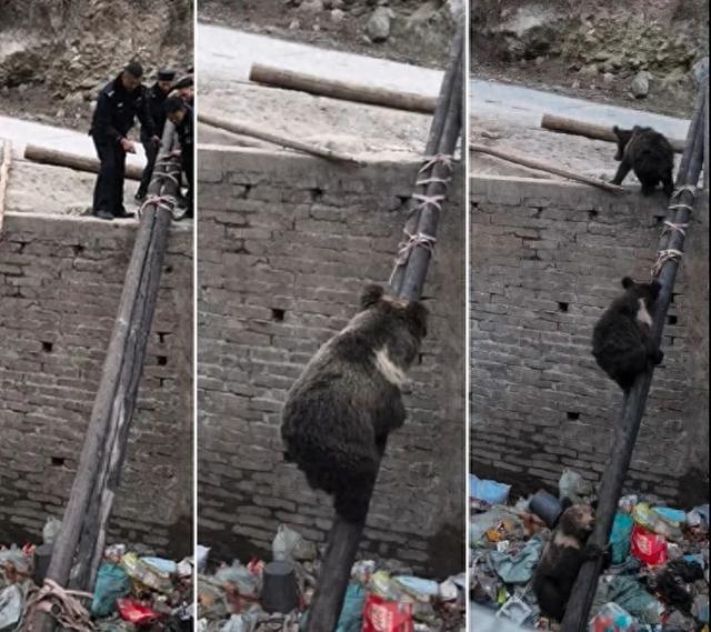 救援可爱棕熊攻略（棕熊一家被困）