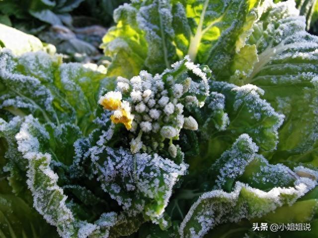 立冬将至，涨价最猛的不是黄瓜西红柿，而是这5样，比肉还要贵！