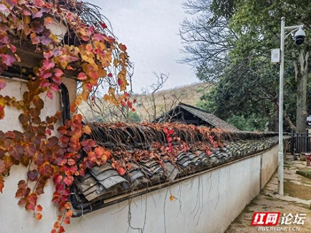 秋游时刻丨漫步周立波故居，拾起一枚秋的私语