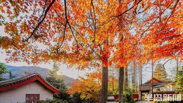 品咖啡时光、赏九水红叶……“秋韵崂山”中感受秋日胜景