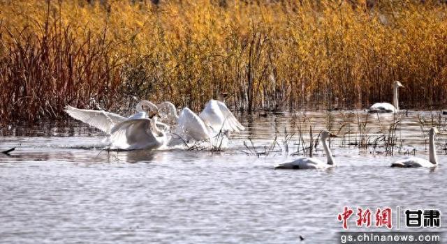 张掖黑河湿地美景喜迎越冬“贵客”陆续抵达
