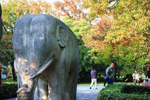 秋意渐浓 明孝陵石象路等你来