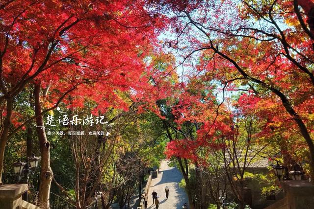 浙江宁波这处城中秘境被人忽略，但是秋色比油画还美，拍照特出片
