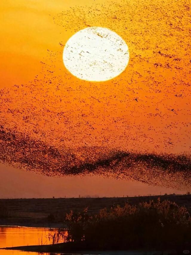 山东变身“候鸟天堂”，点击Get冬日限定浪漫