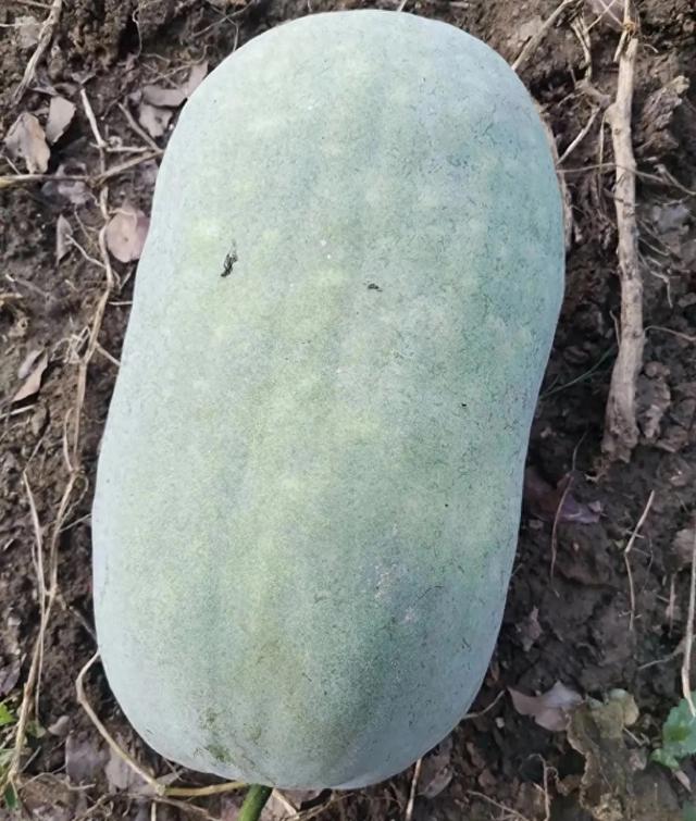 冬瓜切开后容易腐烂，别塞冰箱！一招土法子保鲜一个月！