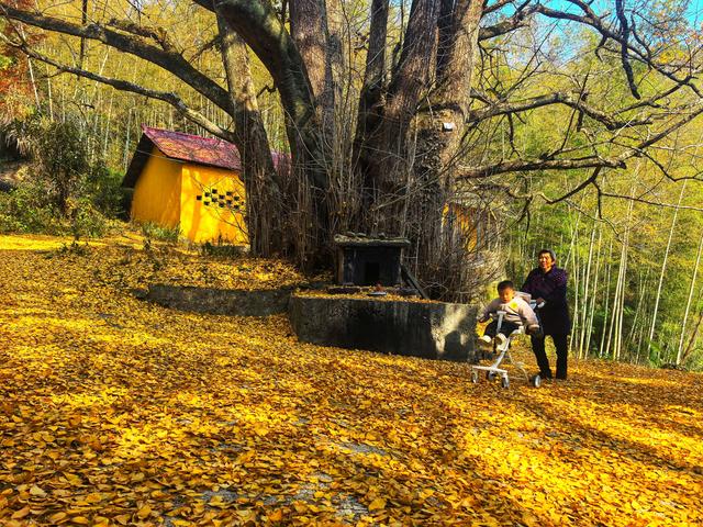 后叶村的古银杏浅唱低吟