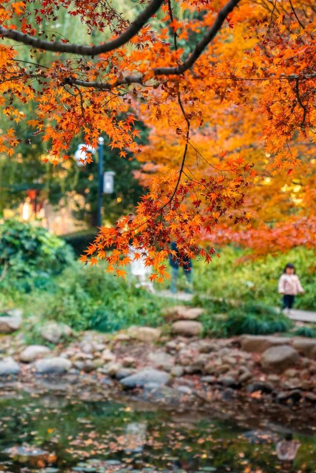 上海市中心枫叶红了！这片绝美赏枫秘境免费打卡→