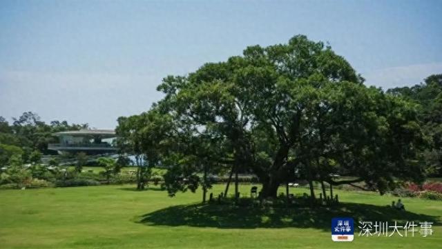 阿勒泰很远，盐田却很近