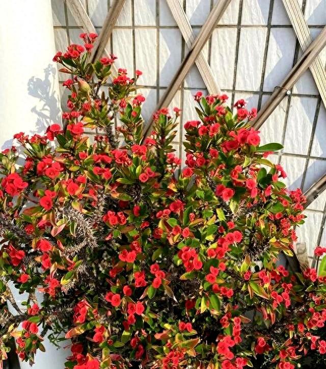 元旦前后，家中养上5种花，越冷越爱开，持续200天	，好看还好养！