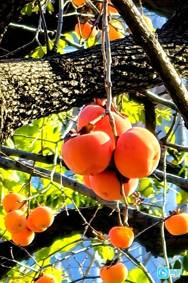一树风光，好“柿”连连