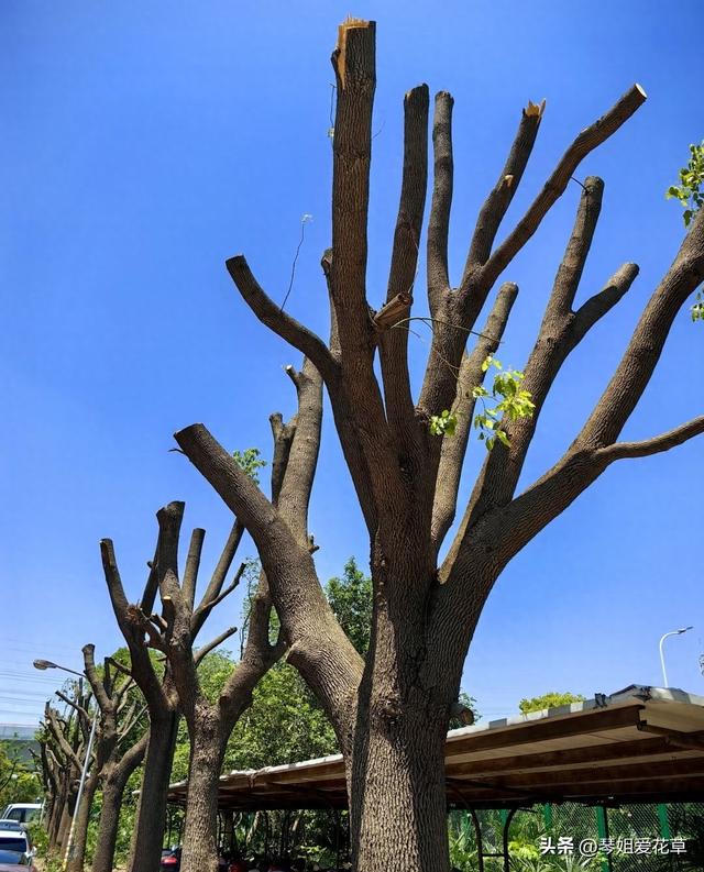 11月份了	，快来给家里的花草“剃头	”吧！来年会更加枝繁叶茂